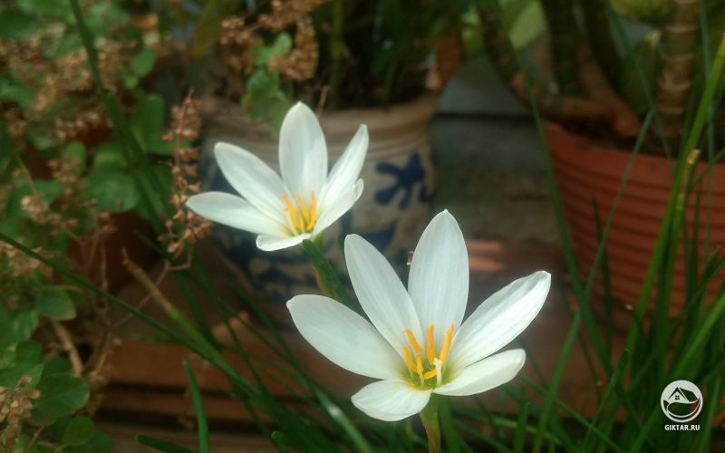 Зефирантес