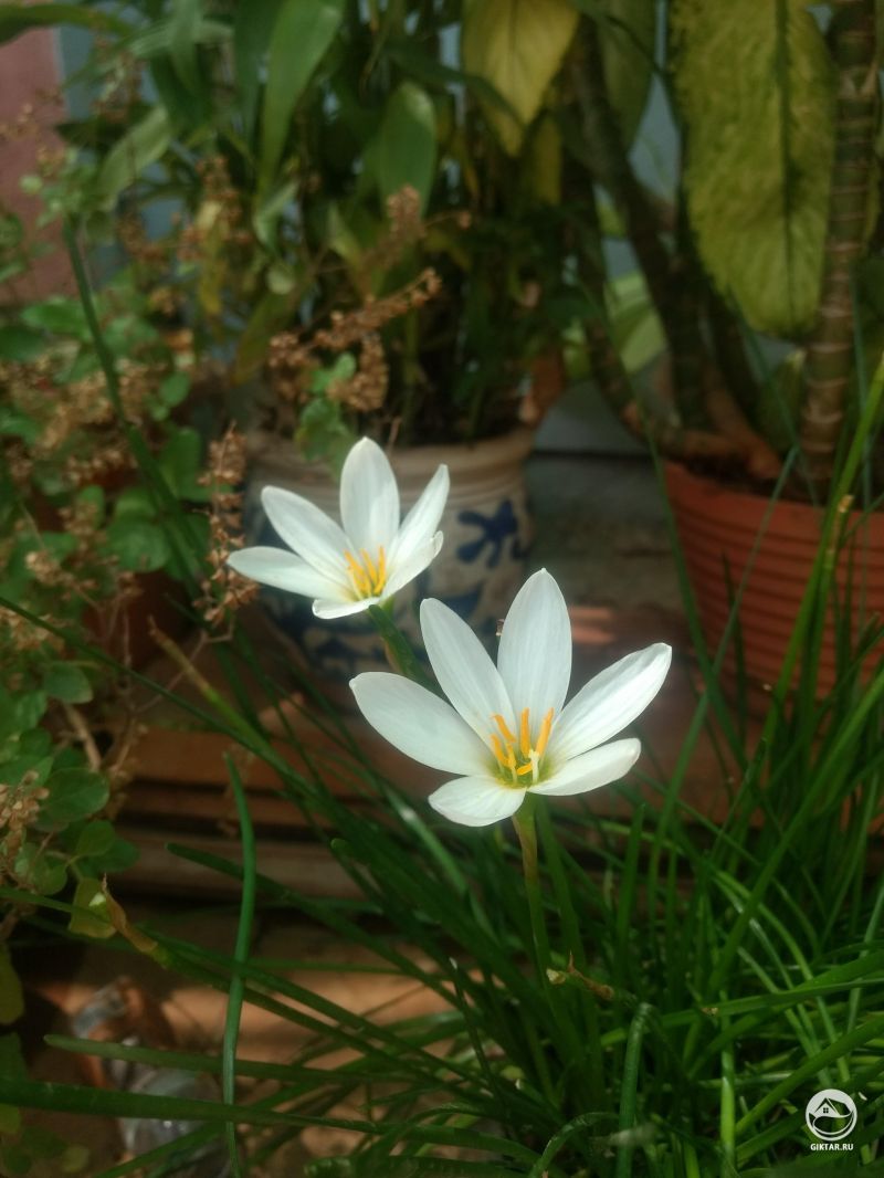 Зефирантес