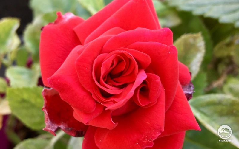 Роза-близнец: один цветок - две сердцевины.