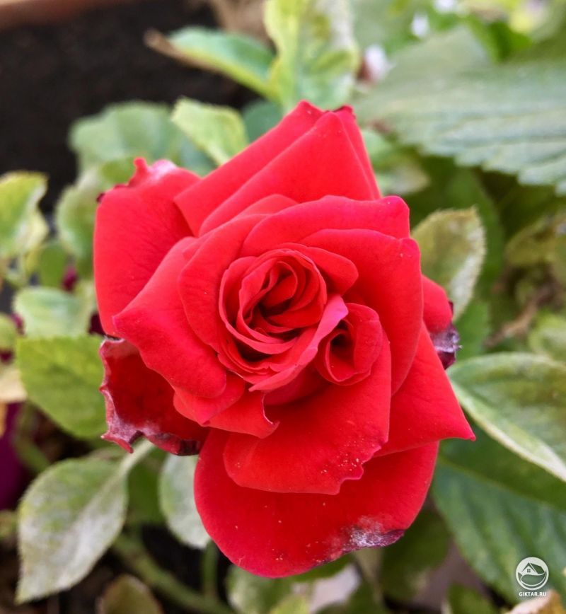 Роза-близнец: один цветок - две сердцевины.