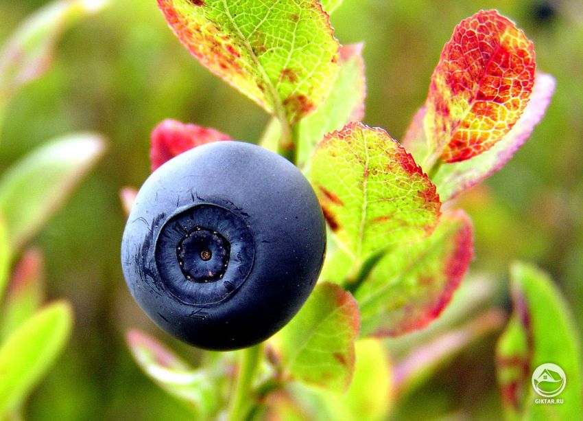 Садовая голубика