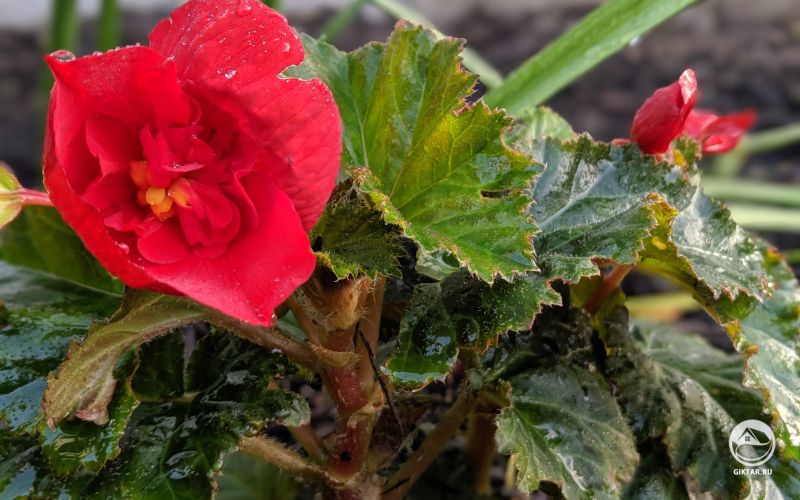 Бегония цветет.