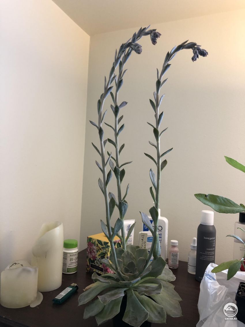 Купили себе Эхеверию Розовую, Как за ним ухаживать?