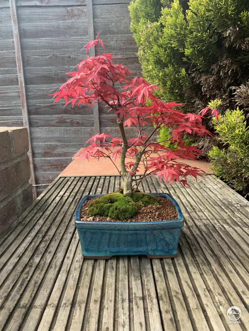Дешойо - японский веерный клен. Бонсай.