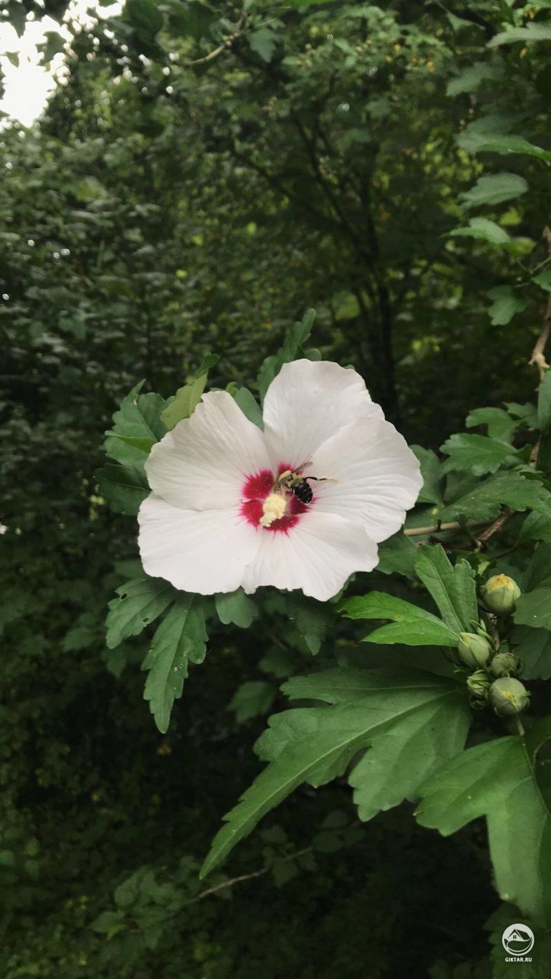 Первое цветение этого года! Кто-нибудь напомнит мне, как это называется?