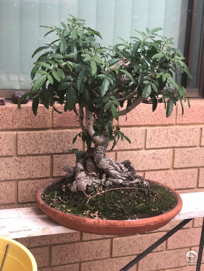 Бонсай моего деда