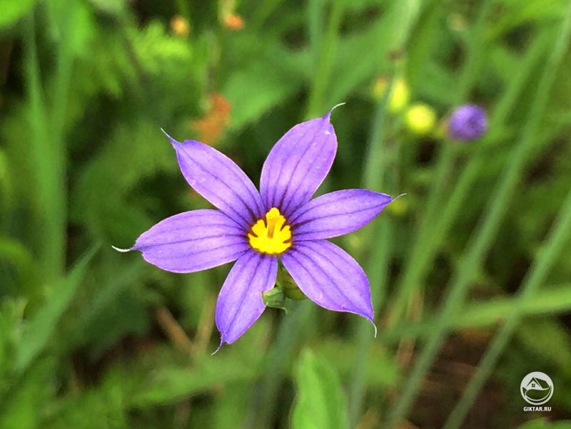 Голубоглазка горная