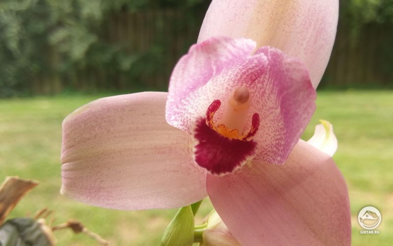 Ликаста зацвела на улице