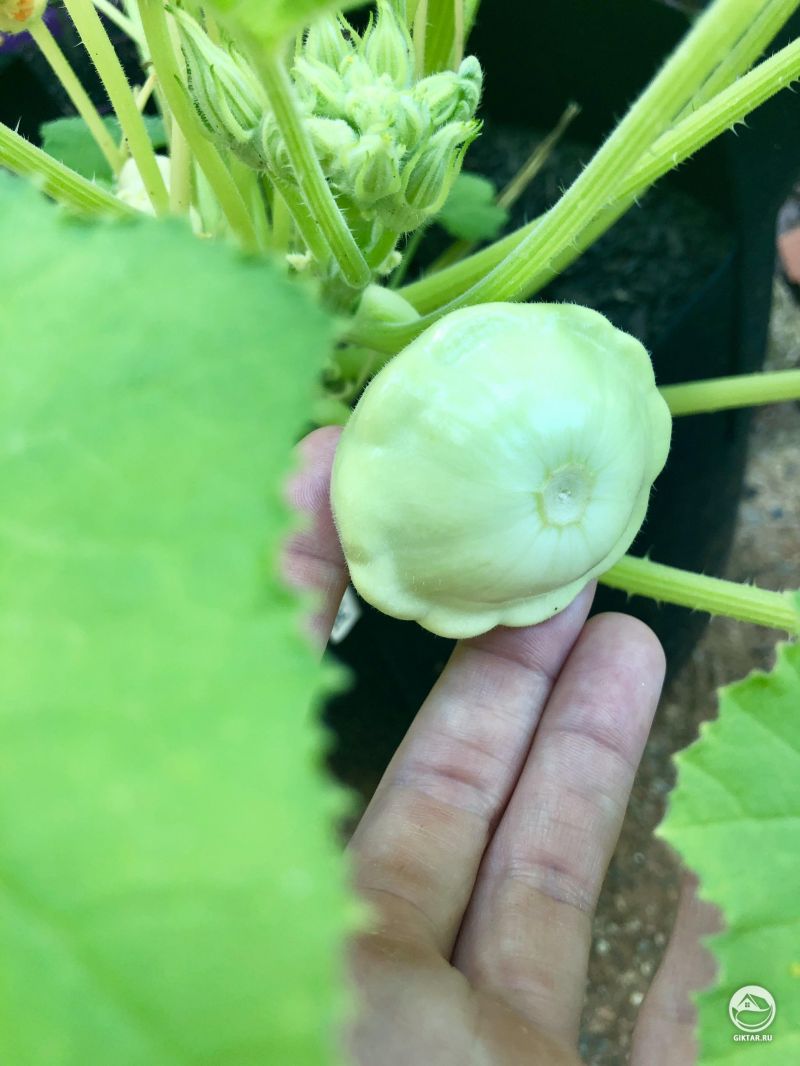 Мой первый паттисон ! Выращивается в контейнере, получает по 5 часов солнца в день. Никогда не говори никогда!