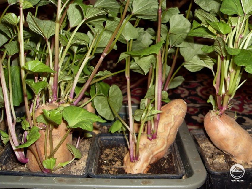Выращивание батата: проращивание клубней
