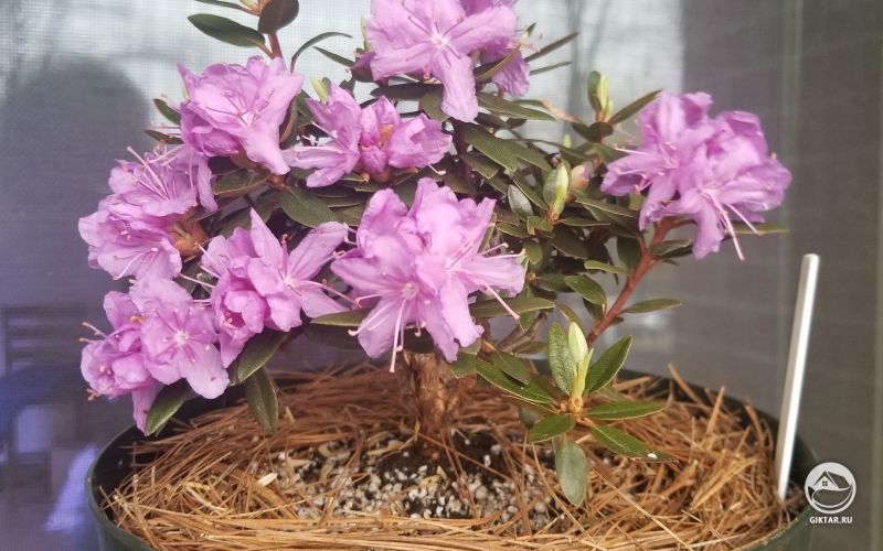 Карликовый рододендрон