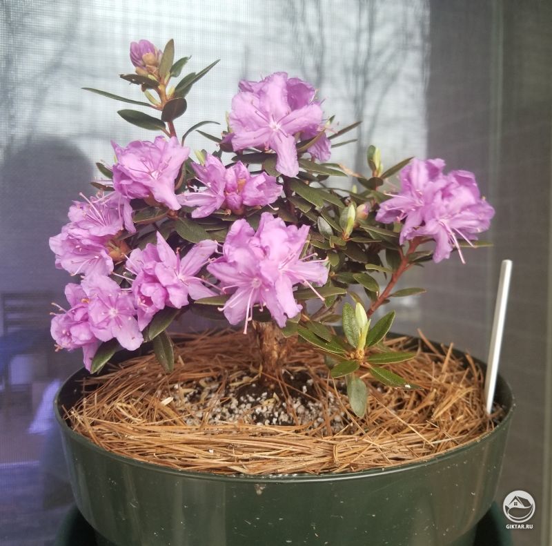 Карликовый рододендрон