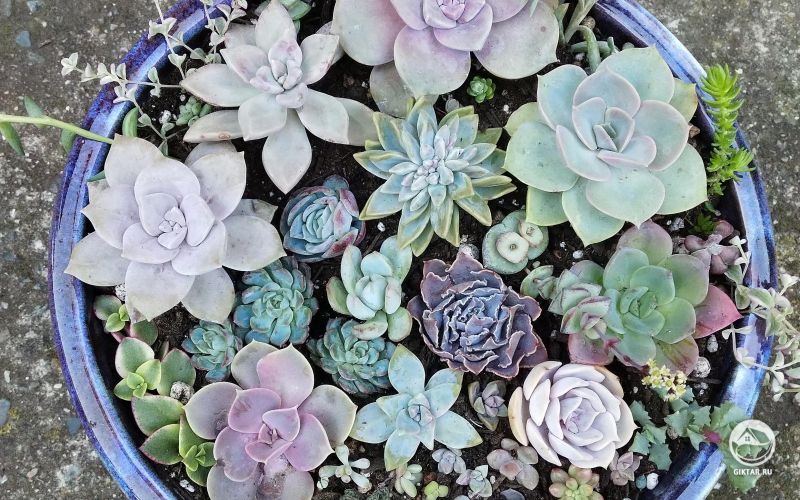 Горшок с суккулентами