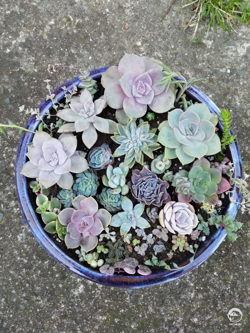Горшок с суккулентами