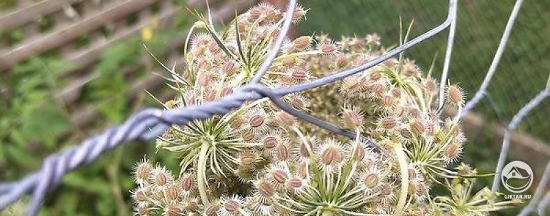 Петрушка на семена