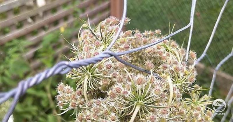 Петрушка на семена