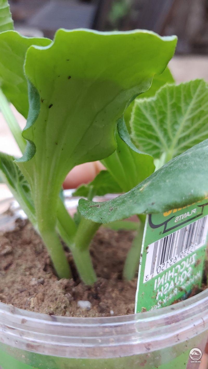 Рассада цуккини