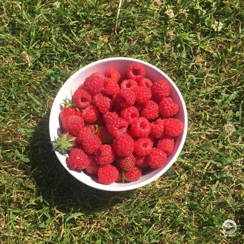 Второй урожай этого года, два куста в углу сад процветают!