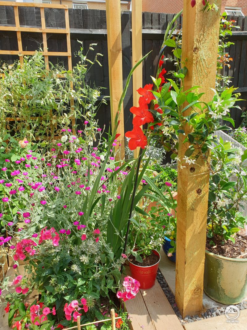 Гигантские гладиолусы