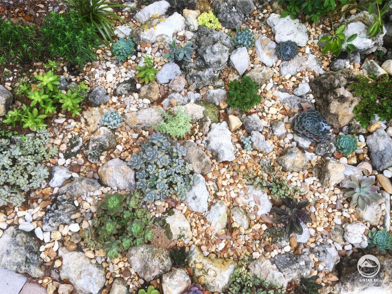 Очень горжусь своей первой клумбой с суккулентами!