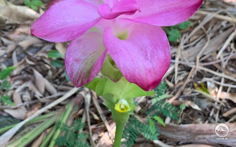 Декоративная Куркума