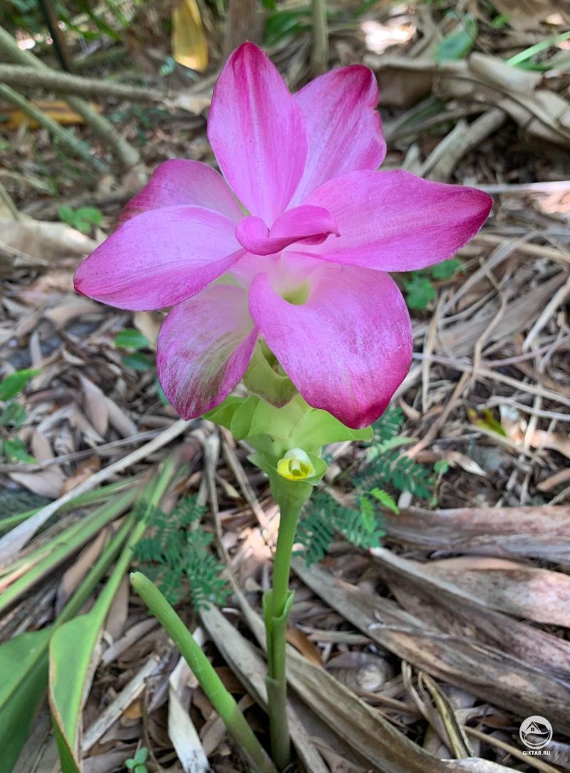 Декоративная Куркума