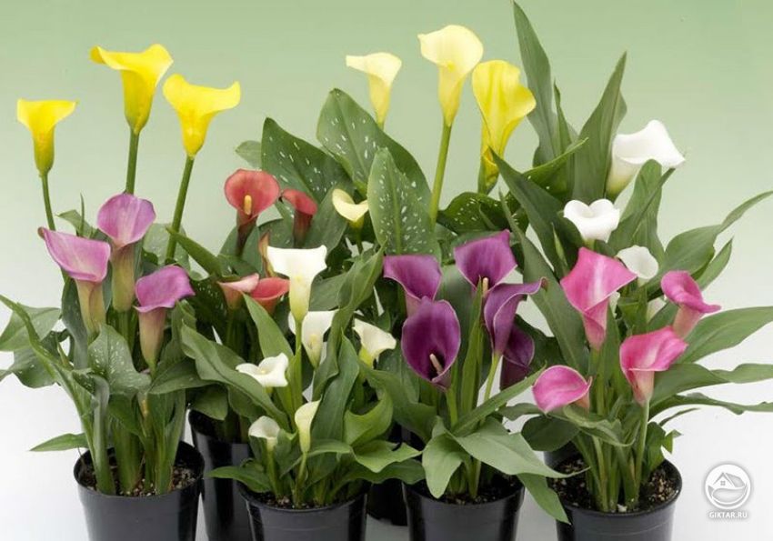 Зантедеския или Калла. Зантедеския или Калла.