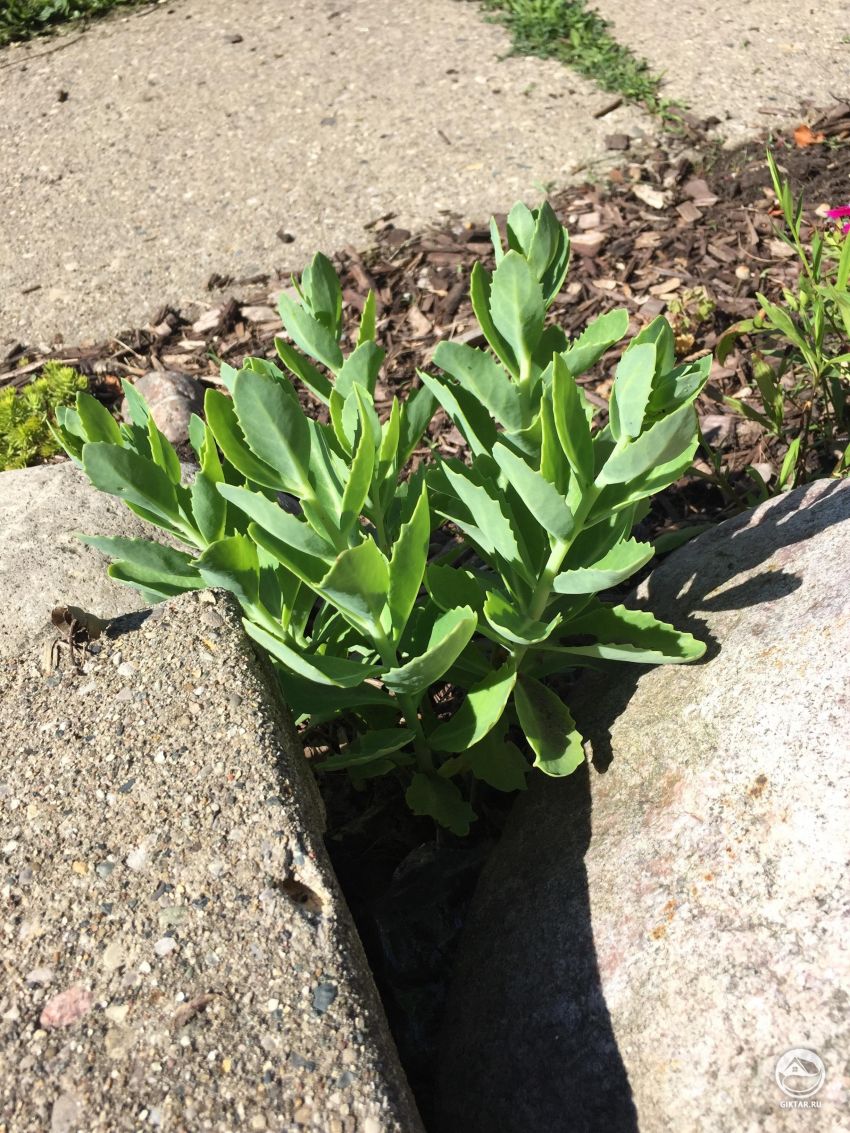 Кто-нибудь знает, что это за растение?