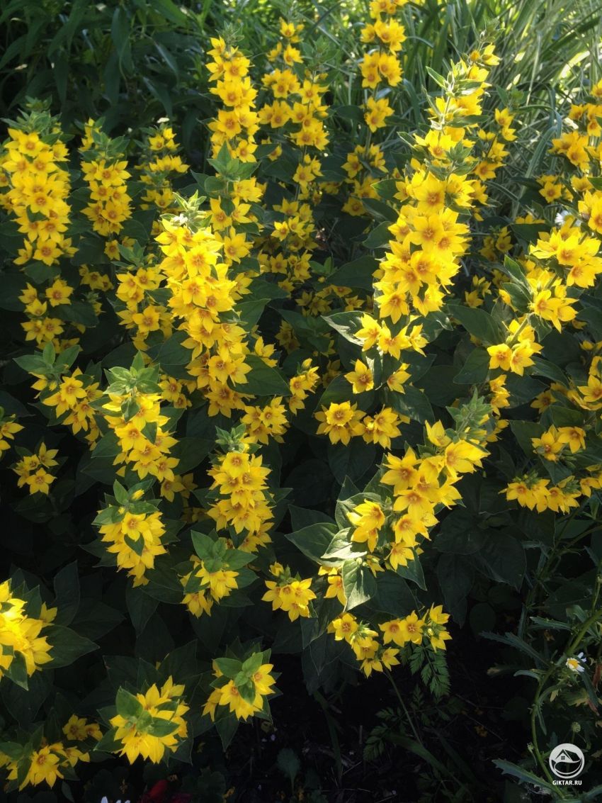 Не знаете, что это такое?