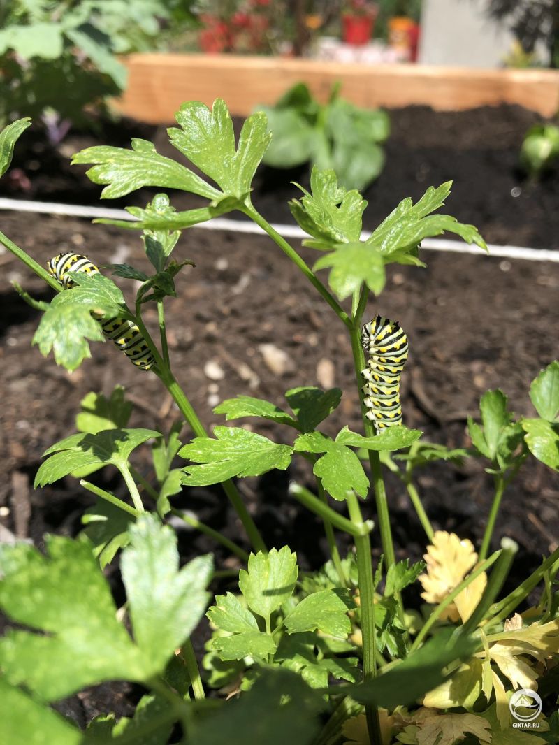 Кто эти парни, которые упорно трудятся, чтобы съесть мою петрушку?