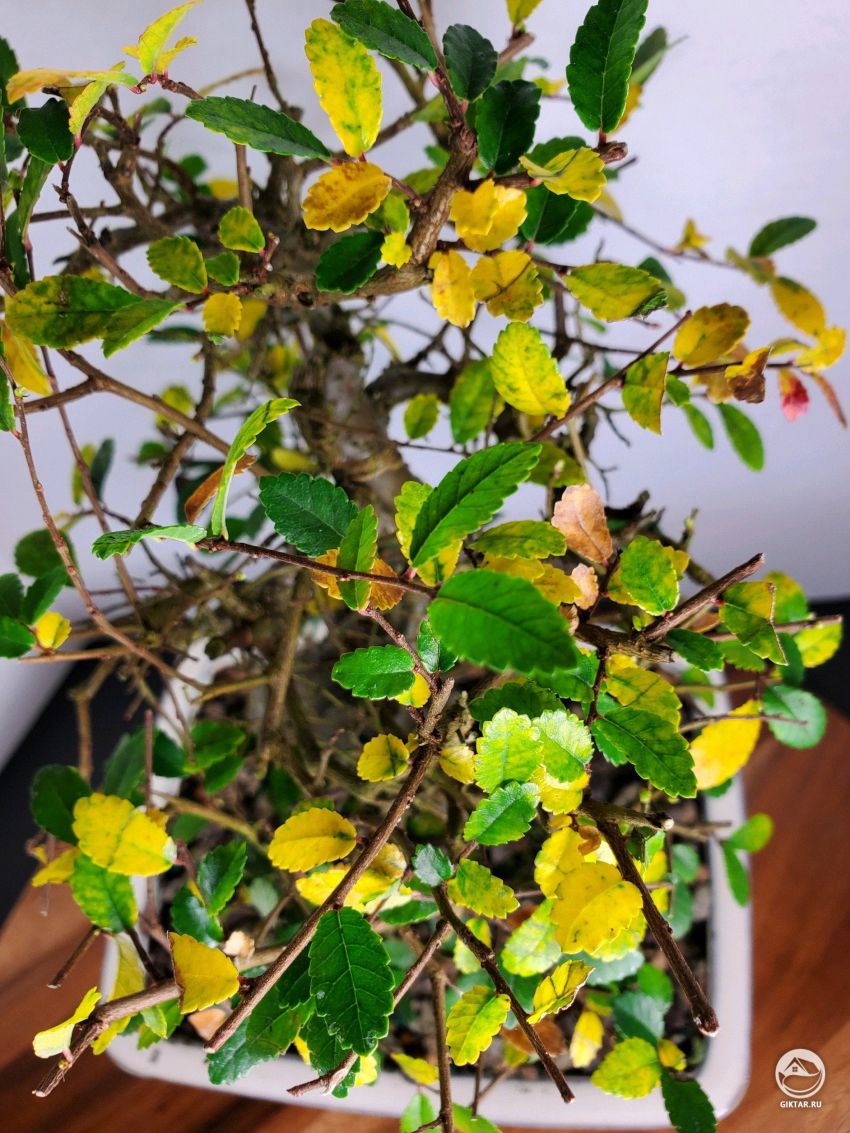 Период покоя для китайского вяза: что делать?