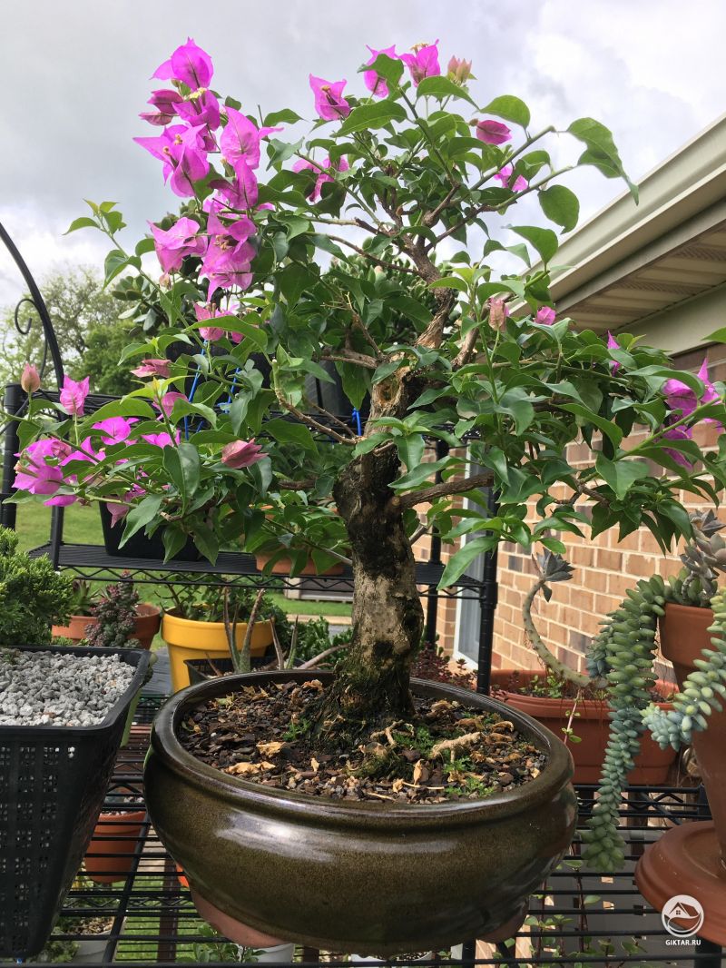 Бугенвиллея бонсай.