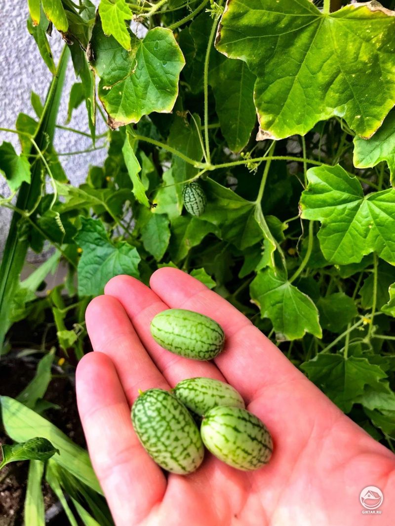 Первый урожай мышиной дыни (Мелотрия шершавая). На вкус как огурец.