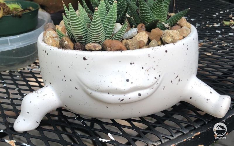 Идеальное сочетания горшка и суккулента