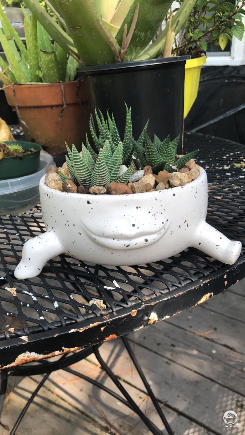 Идеальное сочетания горшка и суккулента