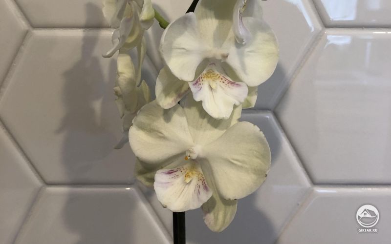 Моя выжившая цветущая орхидея
