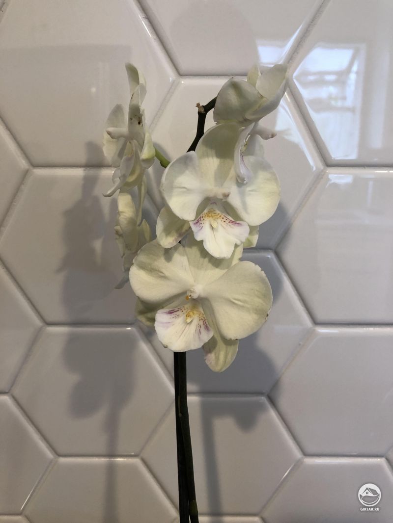 Моя выжившая цветущая орхидея