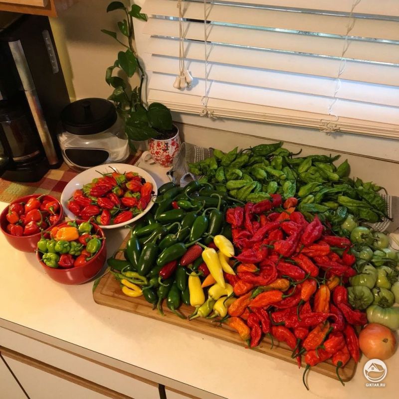 Урожай этого сезона : разные виды перца и томаты.