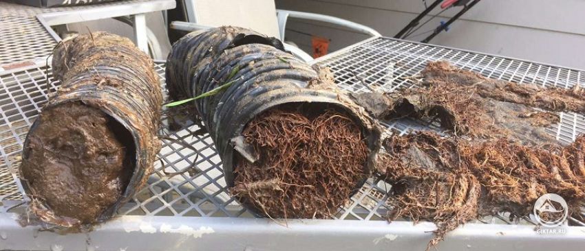 дренажные трубы заросщие корнями растений дренажные трубы заросщие корнями растений - результат нарушения технологии укладки дренажа