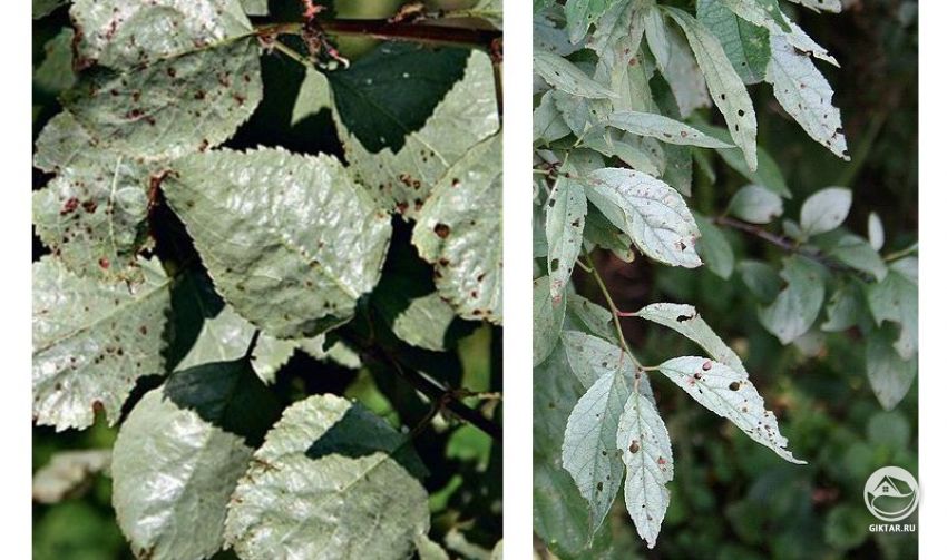 Млечный блеск на листьях. Млечные блеск на листьях яблони или сливы. Болезни плодовых деревьев.