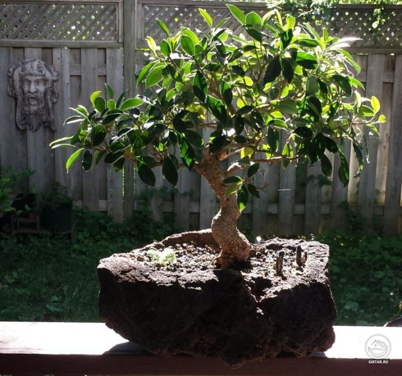 Фикус бонсай