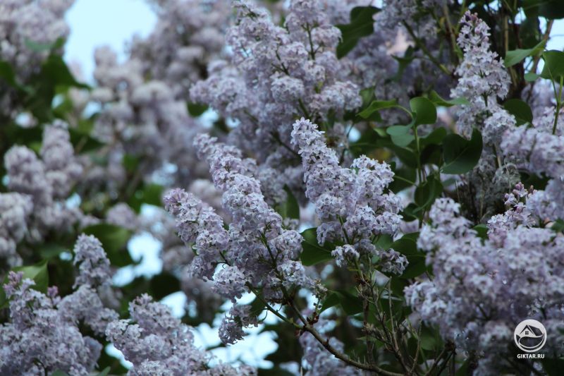 Занавес из сиреневых цветов сирени