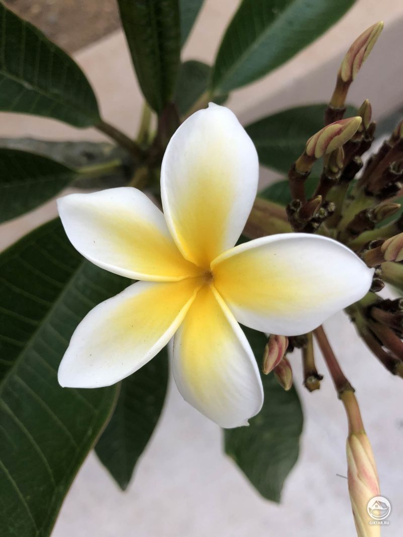 Моя первая плюмерия