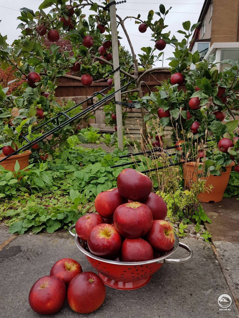 Яблоня с яблоками