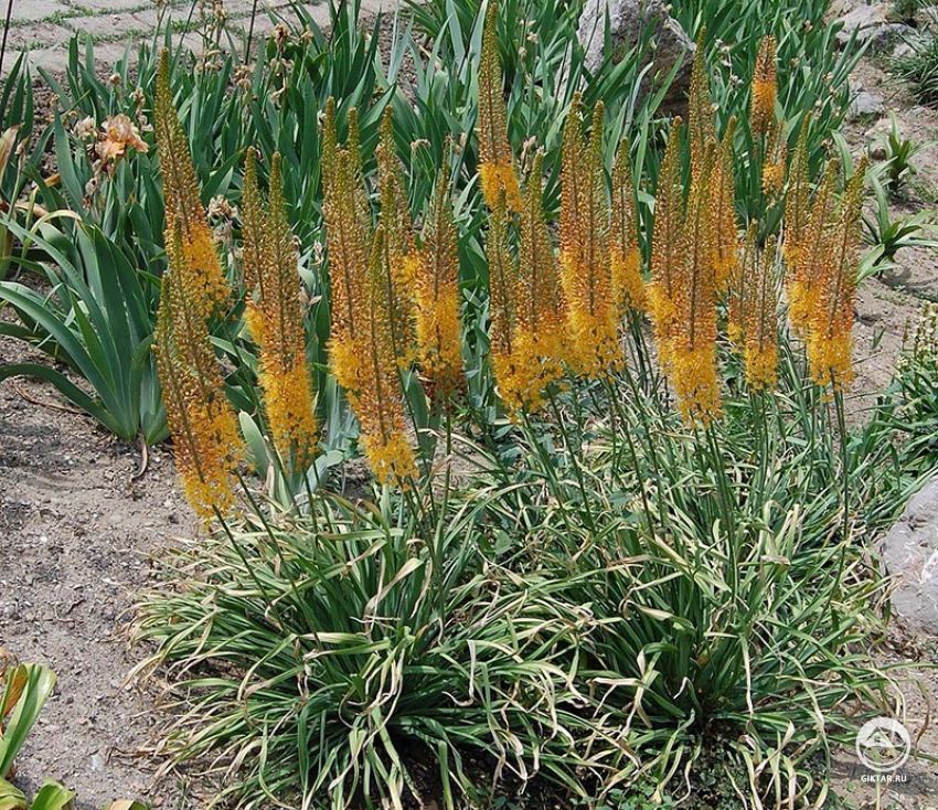 Эремурус. Цветение. Эремурус во время цветения.