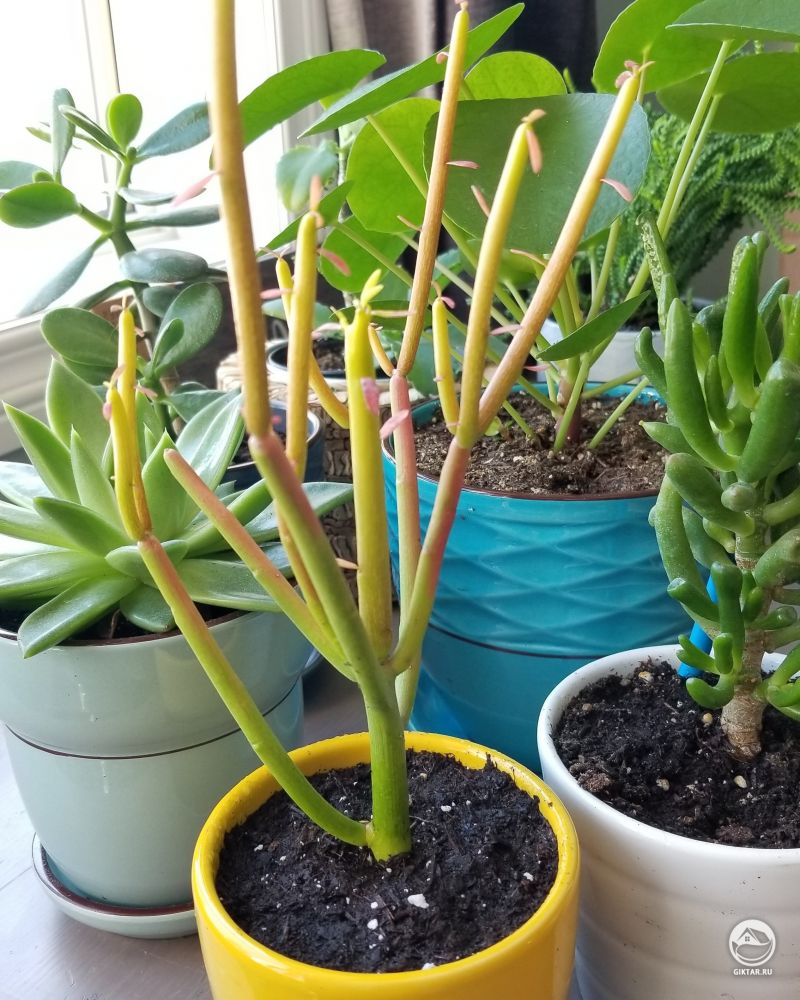 Молочай тирукалли. Или растение Огненные палочки.