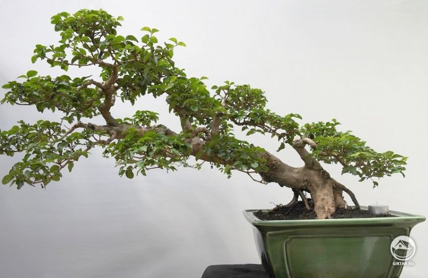 Бирючина. Бонсай. Бирючина. Бонсай.