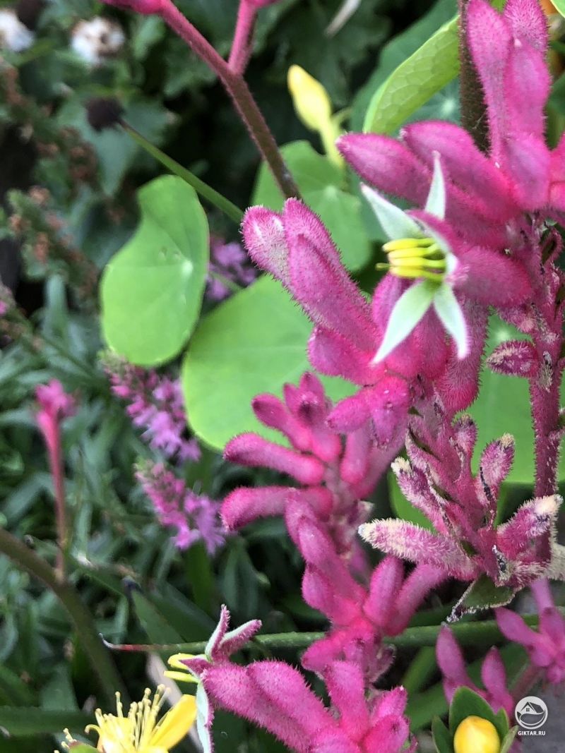 Это растение называют лапка кенгуру и оно цветет!