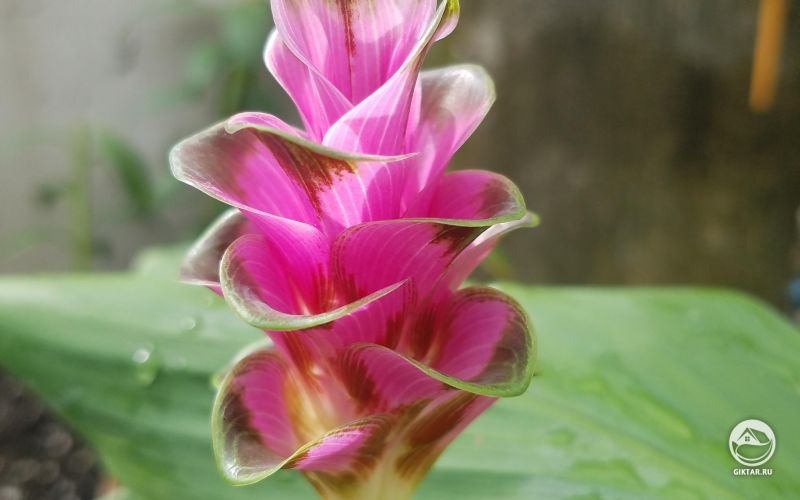 Сиамский тюльпан или Патумма