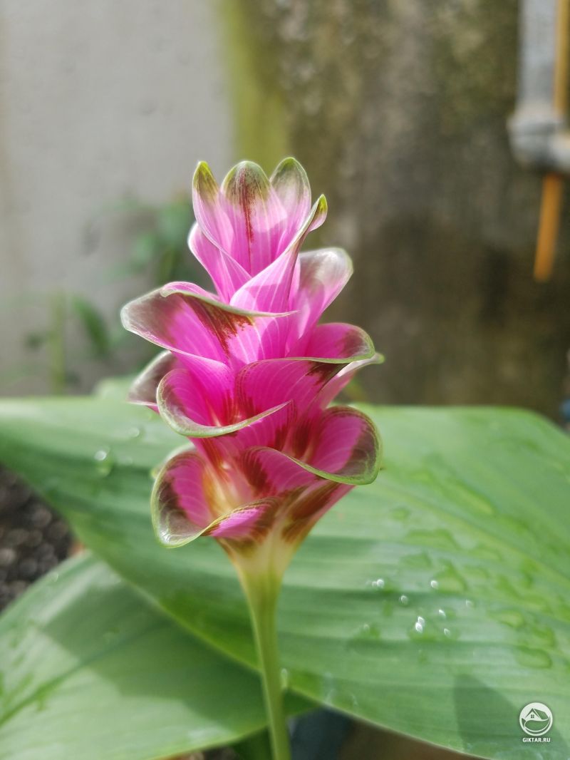 Сиамский тюльпан или Патумма